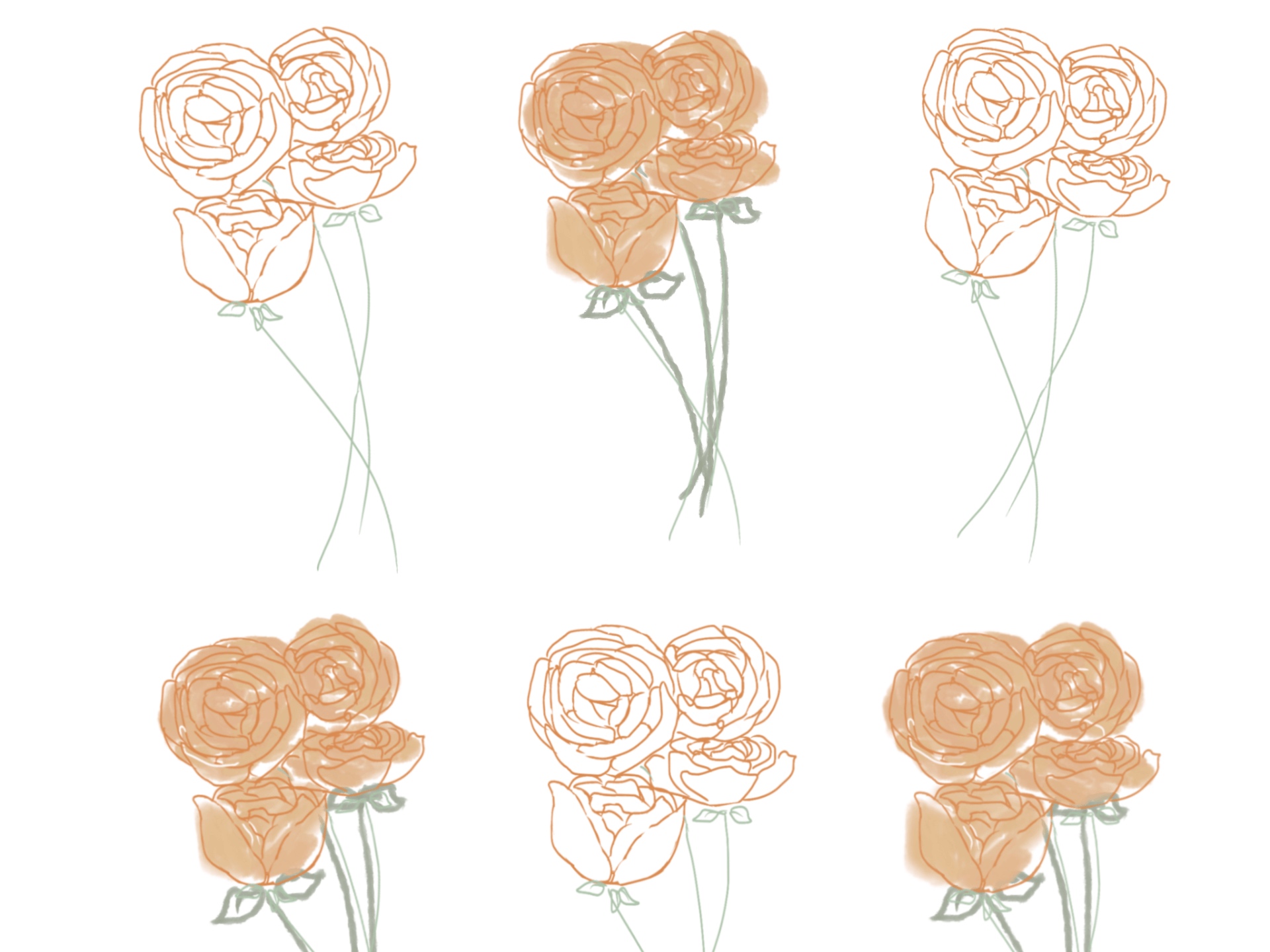 Ranunculus | botanical